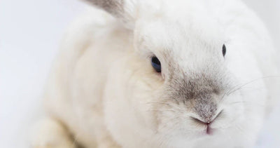 Why Animal testing? The path to cruelty-free cosmetic products